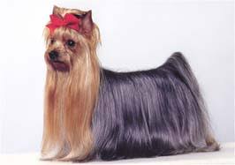 �����Ƒ��Ɍ}����O��